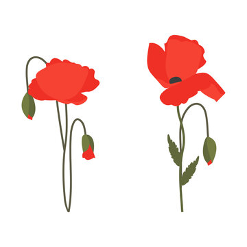 Vector illustration of red poppies