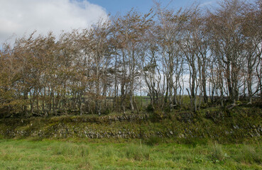 Hedgerow of Beech Trees (Fagus sylvatica) Growing out of a Grassy Bank on Exmoor National Park in Rural Somerset, England, UK