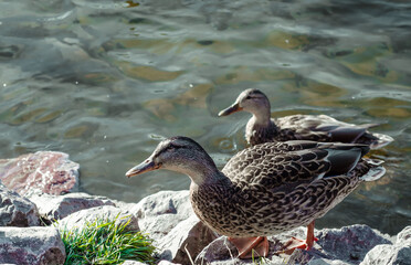 Two wild ducks near a reservoir in their natural habitat. Waterfowl.