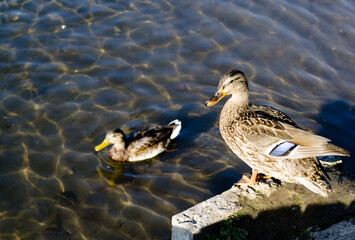Two wild ducks near a reservoir in their natural habitat. Waterfowl.