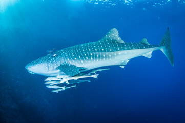 Whale shark swimming in the ocean