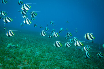 Fototapeta na wymiar school of long fin banner fish