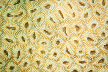 close up for coral polyps texture