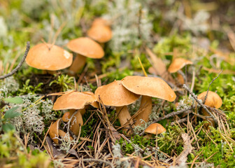 natural forest background, wild mushroom in the forest, traditional forest background with grass, moss, lichens and dry branches, autumn forest texture
