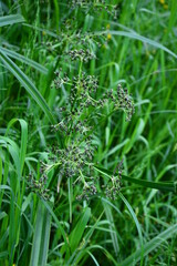 Wood club-rush (Scirpus sylvaticus) foliage in a wet meadow in July. © wiha3
