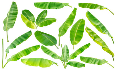 collection set of green banana leaf isolated on white background © lamyai