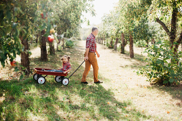 grandfather with granddaughter with Apple in the Apple Orchard. Multi generation family enjoying in...