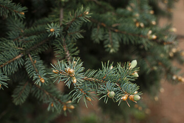 Green branches of spruce with needles and cones close-up. Natural background for Christmas and new year. Space for text