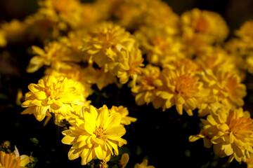 Leuchtende Chrysanthemen Blüten im Garten