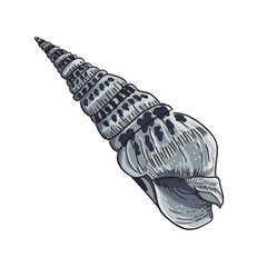 Drawing of a long pointed seashell