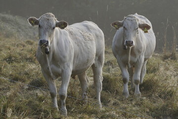 Kühe im Morgentau auf einer Weide