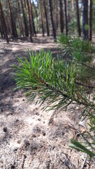 pine tree in the forest