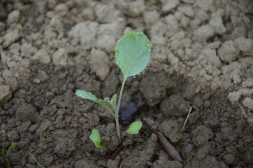 the small ripe green cabbage plant seedlings in the garden.