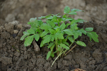the small ripe green tomato plant seedlings in the garden.