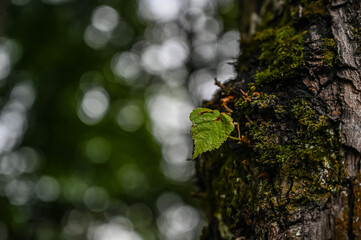 Obraz premium Lonely green leaf on the trunk of an old tree close-up. tree bark texture.