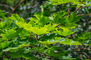 Dense green foliage. Maple leaves in the backlight. Leaf texture.