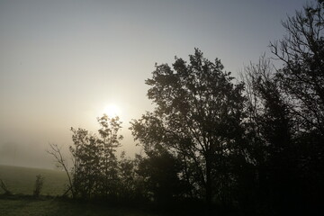 Bäume im Gegenlicht bei morgendlichem Nebel