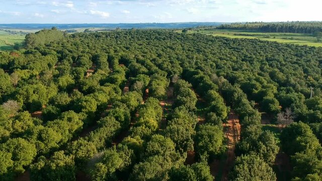Aerial view over a macadamia nut plantation in Brazil