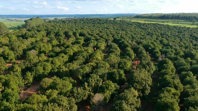 Aerial view over a macadamia nut plantation in Brazil