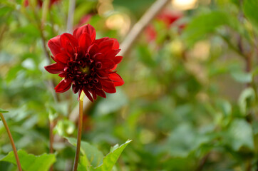 the beautiful red dahlia flower with bloom .