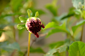 the beautiful red dahlia flower bloom with leaves and plant.