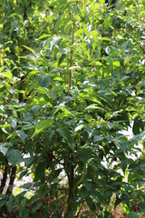 junger Baum - Kornelkirsche - Cornus mas 