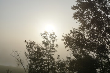 Fototapeta na wymiar Bäume im Gegenlicht bei morgendlichem Nebel