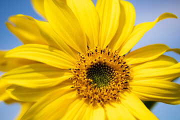 close-up of yellow sunflower blossom