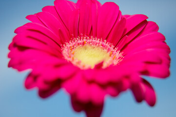 close-up of pink gerbera blossom