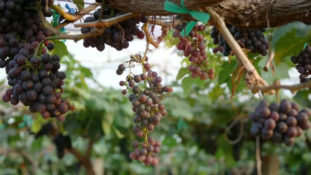 Bunches of fresh grapes hanging from the vineyard