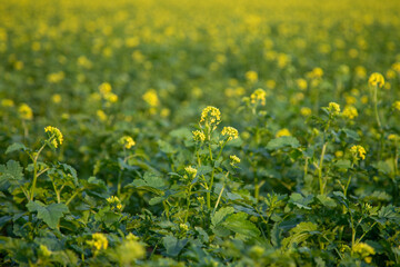 dark mustard plants in a field, yellow flowers and green leaves