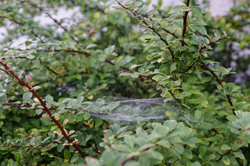 Spinnennetz mit Morgentau im Sonnenlicht Nahaufnahme 