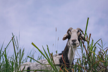 Goat observing between the grass while chewing grass