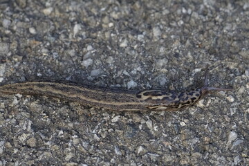 Tigerschnegel Nacktschnecke in Nahaufnahme