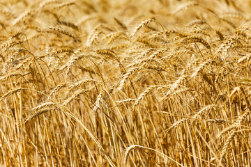 Wheat field. Ears of golden wheat close up. Beautiful Nature Sunset Landscape. Rural Scenery under Shining Sunlight. Background of ripening ears of wheat field. Rich harvest Concept. Label art design