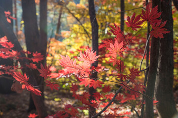 단풍이 든 단풍나무