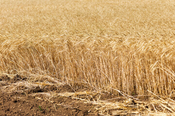 Wheat field. Ears of golden wheat close up. Beautiful Nature Sunset Landscape. Rural Scenery under Shining Sunlight. Background of ripening ears of wheat field. Rich harvest Concept. Label art design