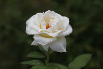 ７月の白い薔薇（ホワイト）