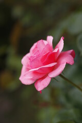 Naklejka premium ７月の薔薇（ピンク）