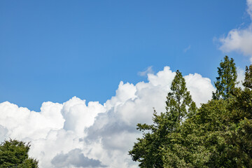 青空と新緑と雲