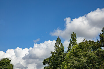 Obraz premium 青空と新緑と雲