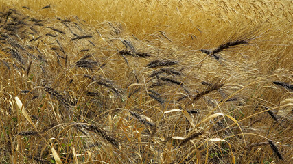 Wheat field. Unusual wheat variety with black ears. Agricultural field with different varieties of wheat near Odessa. Breeding different varieties of cereals
