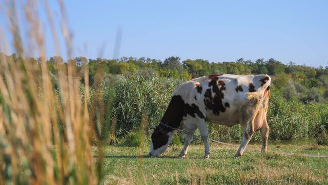 A lonely milking white-red cow standing in a meadow defecates and leaves.