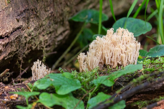 Mushroom ramaria (horned) in the form of corals on a fallen tree. Mushrooms close-up. nature background. forest.
