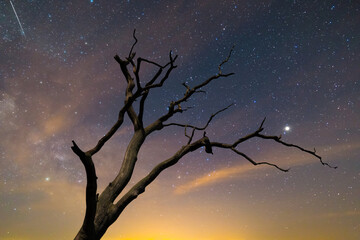 alone dry tree silhouette on a starry sky background, night outdoor background