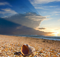 closeup large marine shell on a sandy sea beach at the sunset, summer sea vacation scene