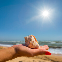closeup marine shell on a woman palm