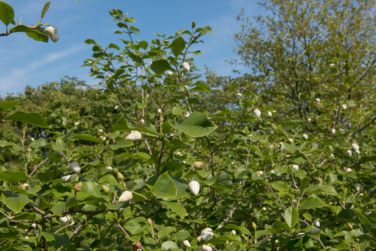 Spring Flowering White Flowers on a Magnolia Tree (Magnolia sieboldii 'Colusus') Growing in a Garden in Rural Devon, England, UK