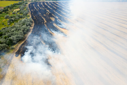 On the field after harvesting grain crops burning stubble and straw. Factors causing smoke in atmosphere and global warming. Smoke from burning of dry grass (drone image). Small animals are bending