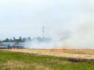 Fototapeta na wymiar On the field after harvesting grain crops burning stubble and straw. Factors causing smoke in atmosphere and global warming. Smoke from burning of dry grass (drone image). Small animals are bending